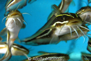 Striped eel catfish close/up 
*find out afterwards barbs... by Adolfo Maciocco 